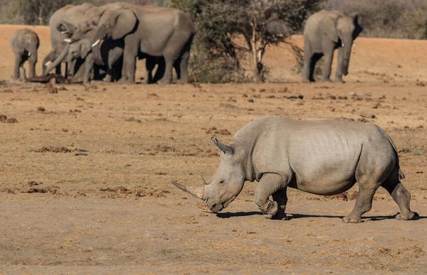 Tau Game Lodge Madikwe Game Reserve Zewnętrze zdjęcie